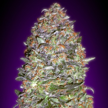 Семена конопли Auto New York Diesel Feminised Gold - 500 шт